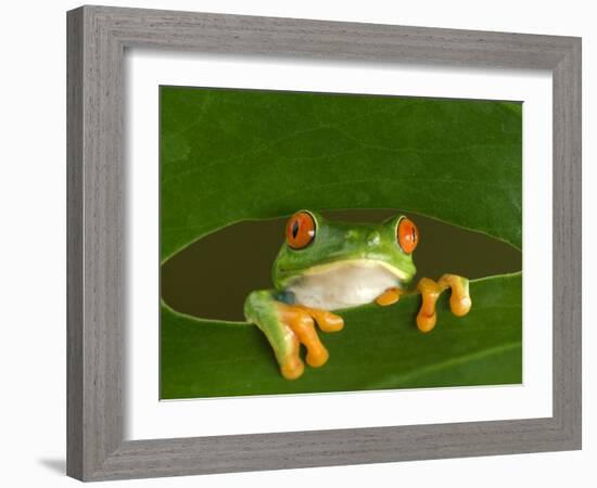 Red-Eyed Tree Frog Looking Through Hole in a Leaf, Costa Rica-Edwin Giesbers-Framed Photographic Print