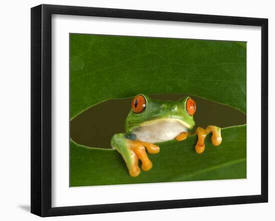 Red-Eyed Tree Frog Looking Through Hole in a Leaf, Costa Rica-Edwin Giesbers-Framed Photographic Print