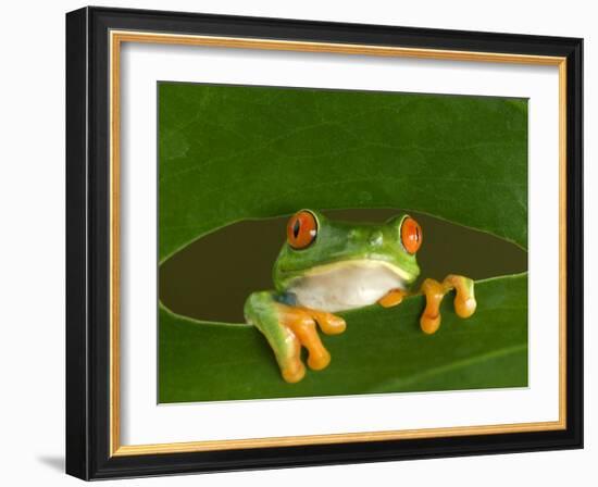 Red-Eyed Tree Frog Looking Through Hole in a Leaf, Costa Rica-Edwin Giesbers-Framed Photographic Print