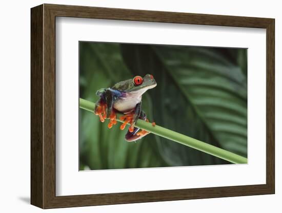 Red Eyed Tree Frog on a Blade of Grass-DLILLC-Framed Photographic Print