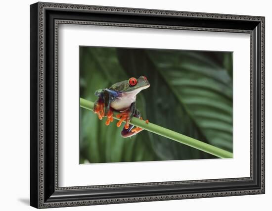 Red Eyed Tree Frog on a Blade of Grass-DLILLC-Framed Photographic Print