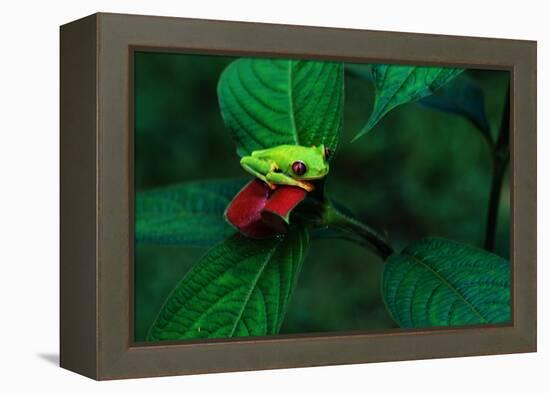 Red Eyed Tree Frog on a Rain Forest Flower-W. Perry Conway-Framed Premier Image Canvas