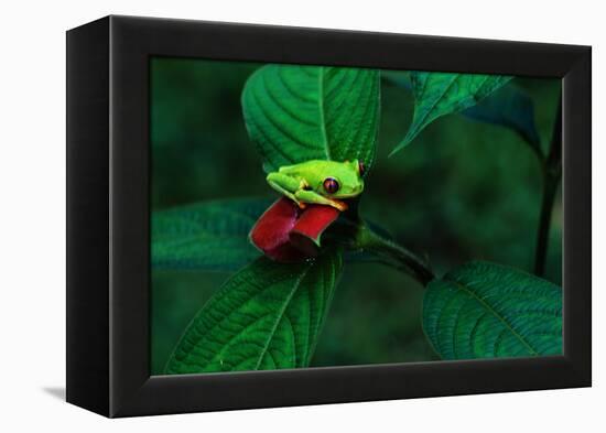 Red Eyed Tree Frog on a Rain Forest Flower-W. Perry Conway-Framed Premier Image Canvas