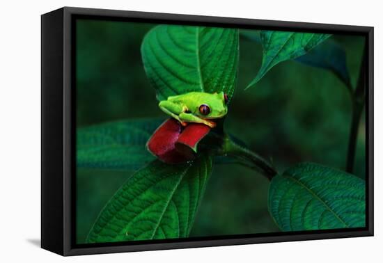 Red Eyed Tree Frog on a Rain Forest Flower-W. Perry Conway-Framed Premier Image Canvas