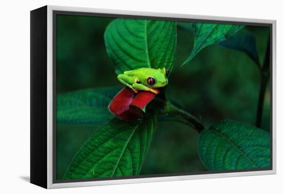 Red Eyed Tree Frog on a Rain Forest Flower-W. Perry Conway-Framed Premier Image Canvas