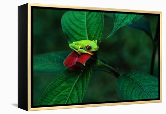 Red Eyed Tree Frog on a Rain Forest Flower-W. Perry Conway-Framed Premier Image Canvas