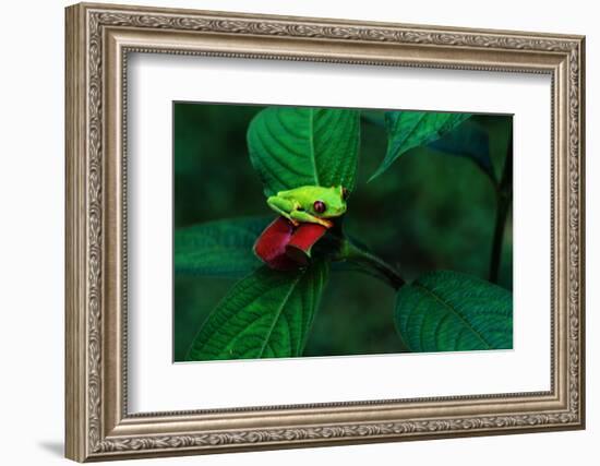 Red Eyed Tree Frog on a Rain Forest Flower-W. Perry Conway-Framed Photographic Print