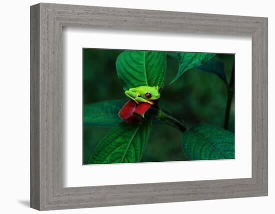 Red Eyed Tree Frog on a Rain Forest Flower-W. Perry Conway-Framed Photographic Print