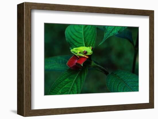 Red Eyed Tree Frog on a Rain Forest Flower-W. Perry Conway-Framed Photographic Print