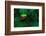 Red Eyed Tree Frog on a Rain Forest Flower-W. Perry Conway-Framed Photographic Print