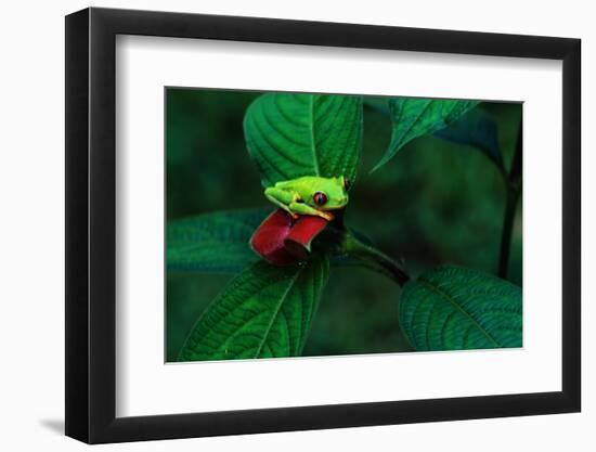 Red Eyed Tree Frog on a Rain Forest Flower-W. Perry Conway-Framed Photographic Print