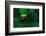 Red Eyed Tree Frog on a Rain Forest Flower-W. Perry Conway-Framed Photographic Print