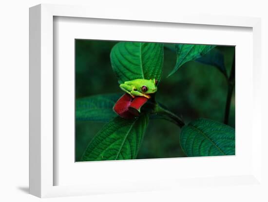 Red Eyed Tree Frog on a Rain Forest Flower-W. Perry Conway-Framed Photographic Print