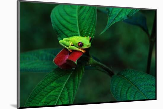 Red Eyed Tree Frog on a Rain Forest Flower-W. Perry Conway-Mounted Photographic Print