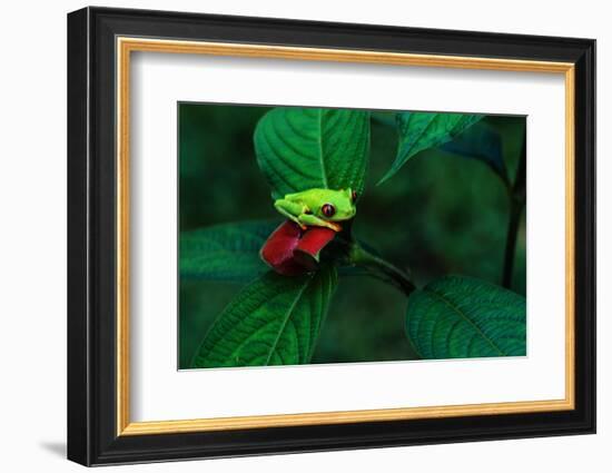 Red Eyed Tree Frog on a Rain Forest Flower-W. Perry Conway-Framed Photographic Print