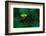 Red Eyed Tree Frog on a Rain Forest Flower-W. Perry Conway-Framed Photographic Print