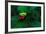 Red Eyed Tree Frog on a Rain Forest Flower-W. Perry Conway-Framed Photographic Print