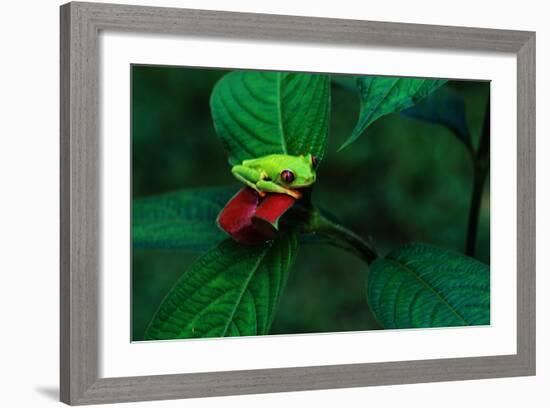 Red Eyed Tree Frog on a Rain Forest Flower-W. Perry Conway-Framed Photographic Print