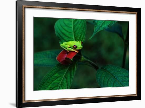 Red Eyed Tree Frog on a Rain Forest Flower-W. Perry Conway-Framed Photographic Print
