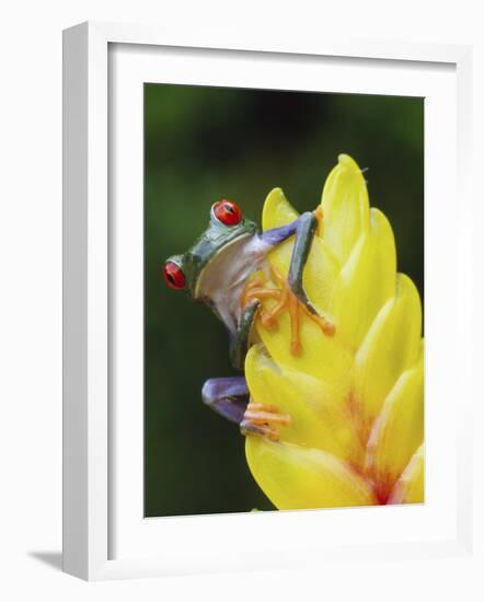 Red Eyed Tree Frog on Heliconia Flower, Costa Rica-Edwin Giesbers-Framed Photographic Print