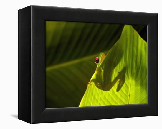 Red-eyed Tree Frog on Leaf-Keren Su-Framed Premier Image Canvas