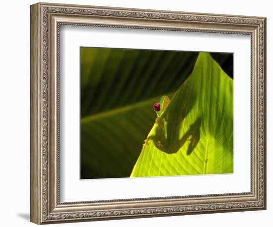 Red-eyed Tree Frog on Leaf-Keren Su-Framed Photographic Print