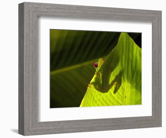 Red-eyed Tree Frog on Leaf-Keren Su-Framed Photographic Print