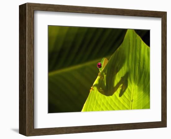 Red-eyed Tree Frog on Leaf-Keren Su-Framed Photographic Print