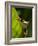 Red-eyed tree frog on leaf-Paul Souders-Framed Photographic Print