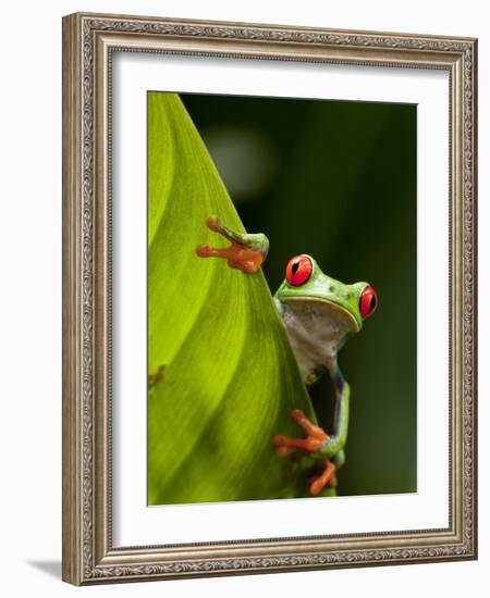 Red-eyed tree frog on leaf-Paul Souders-Framed Photographic Print