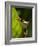 Red-eyed tree frog on leaf-Paul Souders-Framed Photographic Print