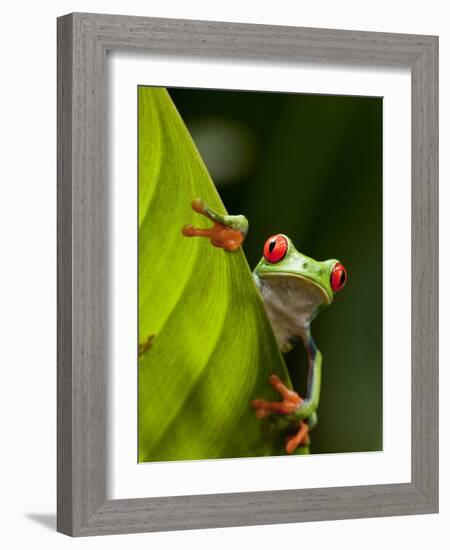 Red-eyed tree frog on leaf-Paul Souders-Framed Photographic Print