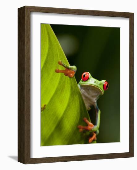 Red-eyed tree frog on leaf-Paul Souders-Framed Photographic Print