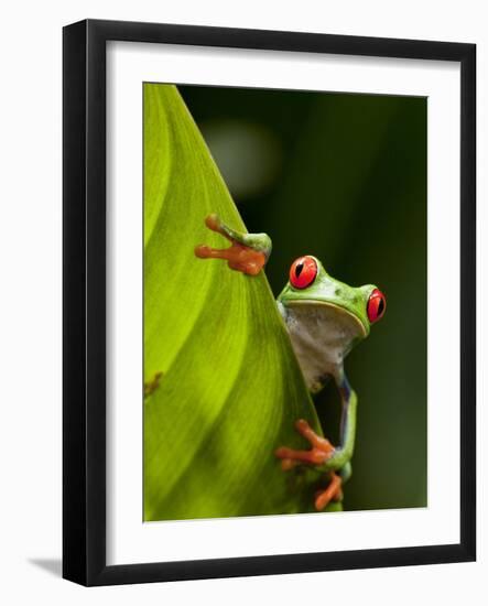 Red-eyed tree frog on leaf-Paul Souders-Framed Photographic Print