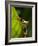 Red-eyed tree frog on leaf-Paul Souders-Framed Photographic Print