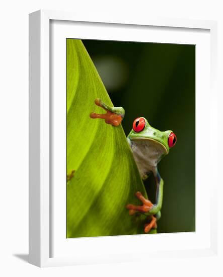 Red-eyed tree frog on leaf-Paul Souders-Framed Photographic Print