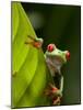 Red-eyed tree frog on leaf-Paul Souders-Mounted Photographic Print