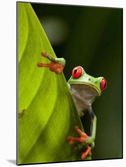 Red-eyed tree frog on leaf-Paul Souders-Mounted Photographic Print