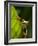 Red-eyed tree frog on leaf-Paul Souders-Framed Photographic Print