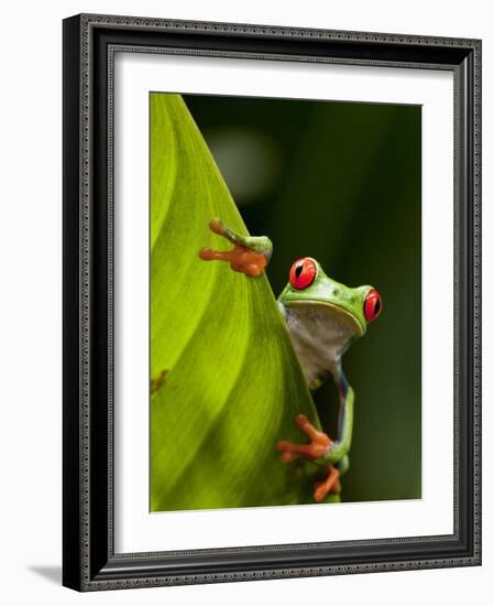 Red-eyed tree frog on leaf-Paul Souders-Framed Photographic Print