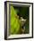 Red-eyed tree frog on leaf-Paul Souders-Framed Photographic Print