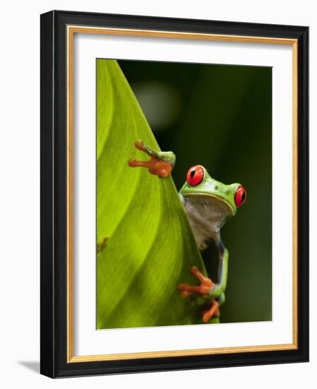 Red-eyed tree frog on leaf-Paul Souders-Framed Photographic Print