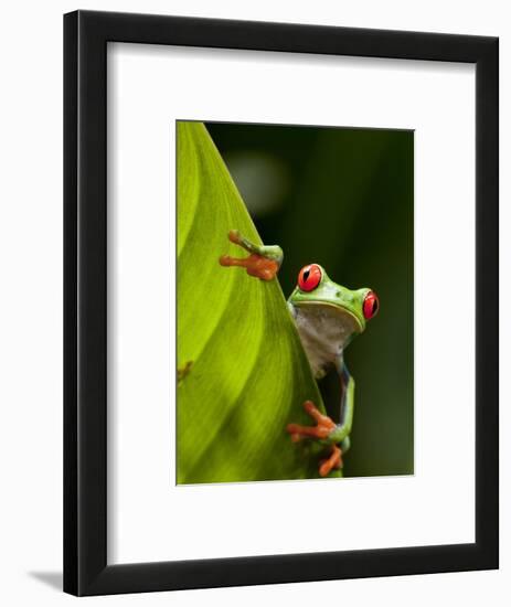 Red-eyed tree frog on leaf-Paul Souders-Framed Photographic Print