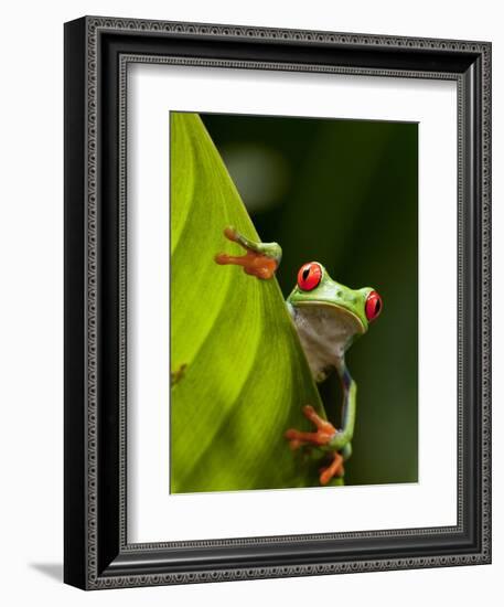 Red-eyed tree frog on leaf-Paul Souders-Framed Photographic Print