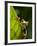 Red-eyed tree frog on leaf-Paul Souders-Framed Photographic Print