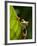 Red-eyed tree frog on leaf-Paul Souders-Framed Photographic Print