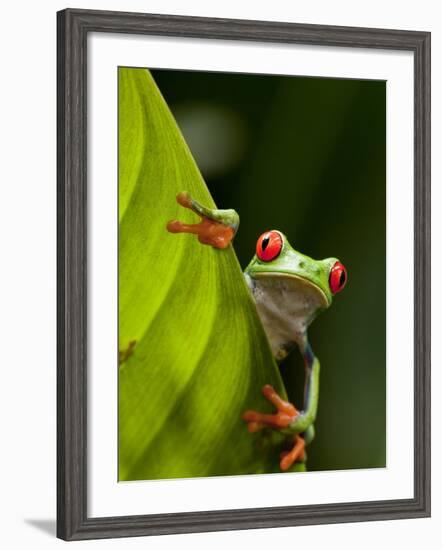 Red-eyed tree frog on leaf-Paul Souders-Framed Photographic Print