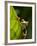 Red-eyed tree frog on leaf-Paul Souders-Framed Photographic Print