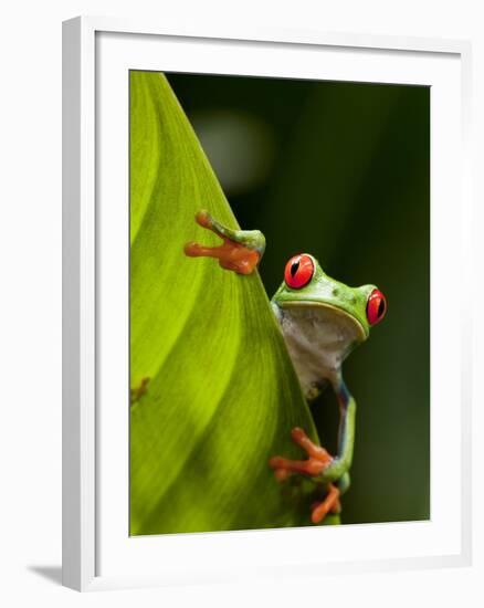 Red-eyed tree frog on leaf-Paul Souders-Framed Photographic Print