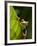 Red-eyed tree frog on leaf-Paul Souders-Framed Photographic Print